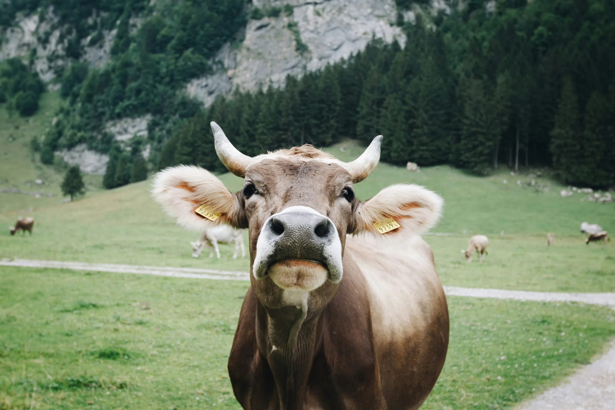Grass-fed cow in a mountain pasture